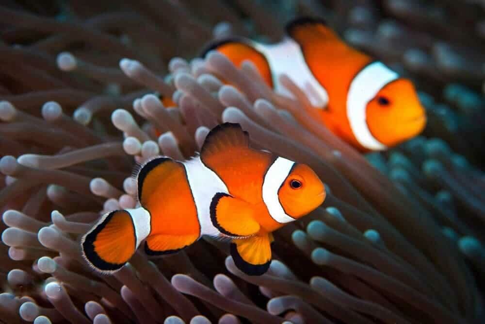 Imagem do Peixe-palhaço